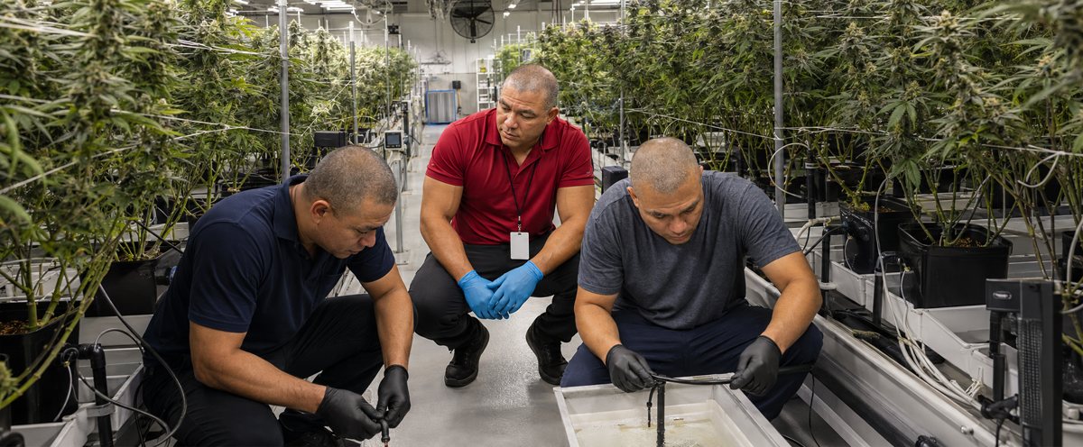 Why work with CBD Mélange — CBD Upland