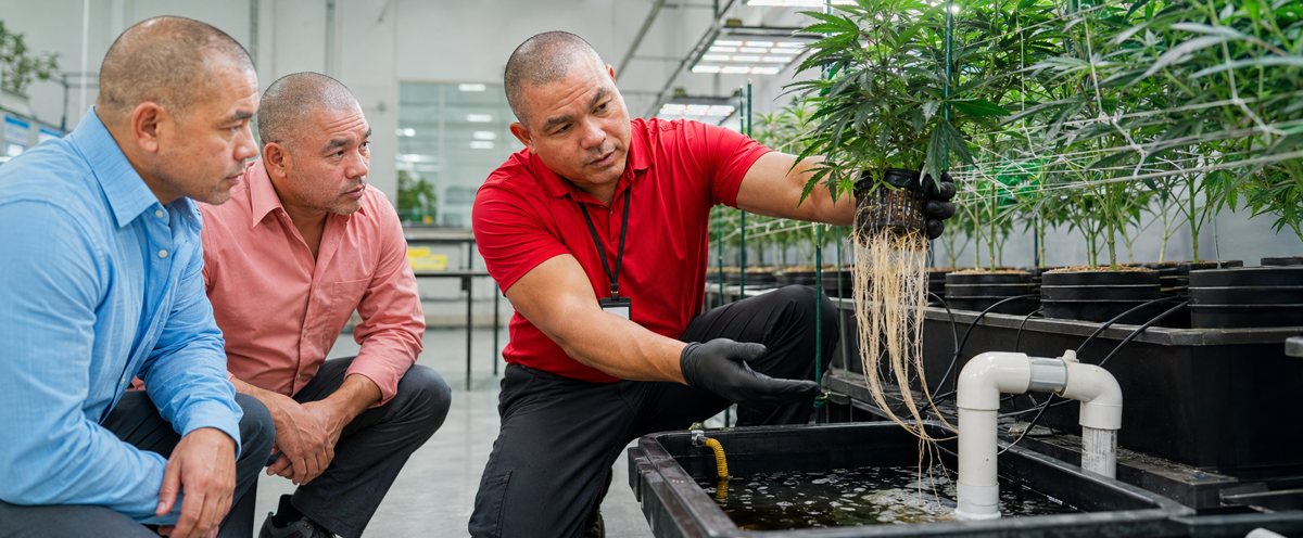 CBD Mélange — CBD Upland California in California